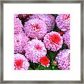 Bee Among The Mums #1 Framed Print