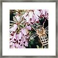 Bee On A Flower #1 Framed Print