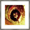 Big Fish #1 Framed Print