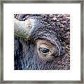 Bison Eye #1 Framed Print