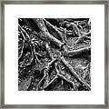 Black And White Tree Roots #1 Framed Print