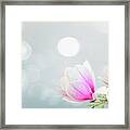 Blossoming Pink Magnolia Flowers Framed Print