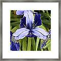 Blue Iris #1 Framed Print