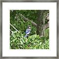 Blue Jay Framed Print