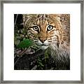 Bobcat 8639 #1 Framed Print