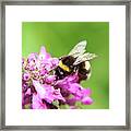 Bombus Hortorum, Garden Bumblebee, Pollinating Some Flower In Slovakia Grassland. Framed Print