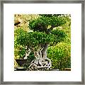 Bonsai Tree #1 Framed Print