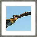 Brown Pelican, Pelecanus Occidentalis, Elizabeth Bay, Isabela Island, Galapagos Islands, Ecuador #1 Framed Print