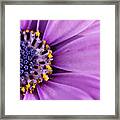 Cape Daisy Osteospermum Flower #1 Framed Print