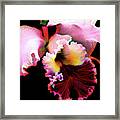 Cattleya Orchid #1 Framed Print