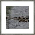 Crocodile In Rain #2 Framed Print