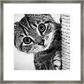 Cute Kitten #2 Framed Print