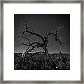 Desert Floor #1 Framed Print