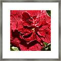 Double Red Rose Hibiscus 2 Framed Print