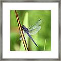 Dragonfly9224 #1 Framed Print