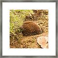 Echidna Burrowing For Protection #1 Framed Print