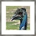 Emu Framed Print