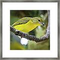 Female Thick Billed Euphonia Entreaguas Ibague Tolima Colombia Framed Print