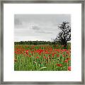 Field Full Of Red Beautiful Poppy Anemone Flowers And A Lonely Dry Tree. Spring Time, Spring Landscape Cyprus. Framed Print