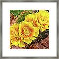 Five Cactus Blossoms #1 Framed Print