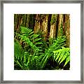 Forest Ferns #1 Framed Print