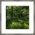 Forest Landscape With Trees And Sun #1 Framed Print