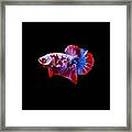 Galaxy Koi Betta Fish Framed Print