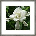 Gardenia Framed Print