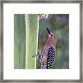 Gila Woodpecker 0547-051318-1cr #1 Framed Print
