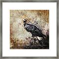 Golden Eagle #1 Framed Print