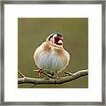 Goldfinch #1 Framed Print