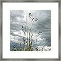 Grass And Sky #1 Framed Print
