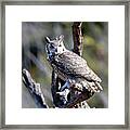 Great Horned Owl #1 Framed Print