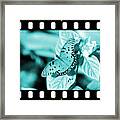 Gulf Fritillary Butterfly Cyan Filmstrip 1 Framed Print
