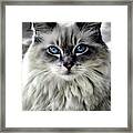 Heaven's Meow #1 Framed Print