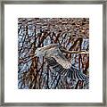 Heron In Flight #1 Framed Print