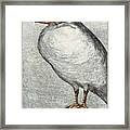 Herring Gull #1 Framed Print