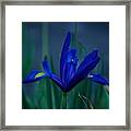 Iris Blue #1 Framed Print