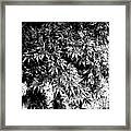 Japanese Maple In Pot Black And White #1 Framed Print