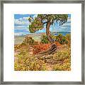 Juniper Tree, Black Canyon Of The Gunnison National Park, Colorado Framed Print