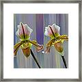 Lady Slipper Orchid Framed Print