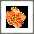 Lily On Black Framed Print