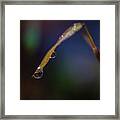 Macro Photography - Water Drops On Grass Framed Print