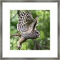 Mama Barred Owl Hunting Framed Print