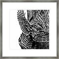 Mama Barred Owl Rushing In To Feed Its Babies #1 Framed Print