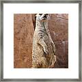 Meerkat Standing On A Rock Framed Print