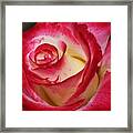 Multi-colored Rose #1 Framed Print