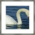 Mute Swan #2 Framed Print
