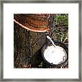 Natural Latex Dripping From Rubber Tree #1 Framed Print