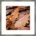 Oak Leaves And Rain Drops Framed Print